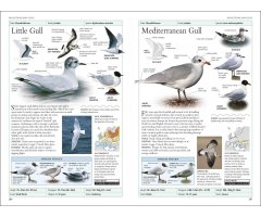 RSPB BIRDS OF BRITAIN AND EUROPE 4