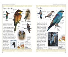 RSPB BIRDS OF BRITAIN AND EUROPE 5