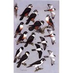 RAPTORS OF THE WORLD. A FIELD GUIDE 3