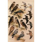 RAPTORS OF THE WORLD. A FIELD GUIDE 4