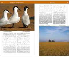 DÓNDE VER AVES EN DOÑANA 2