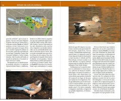 DÓNDE VER AVES EN DOÑANA 4