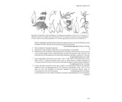 THE LIVERWORTS, MOSSES AND FERNS OF EUROPE 4