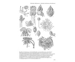 THE LIVERWORTS, MOSSES AND FERNS OF EUROPE 5