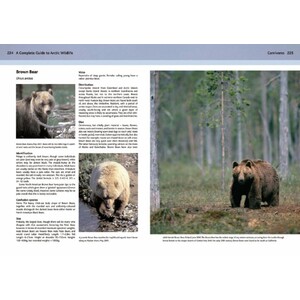 A COMPLETE GUIDE TO ARCTIC WILDLIFE 3