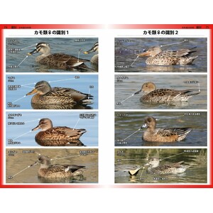 A PHOTOGRAPHIC GUIDE TO THE BIRDS OF JAPAN AND NORTH-EAST ASIA 6