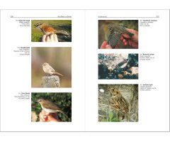 AVES RARAS DE ESPAÑA. UN CATÁLOGO DE ESPECIES DE PRESENTACIÓN OCASIONAL 3