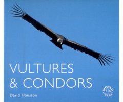 VULTURES & CONDORS