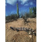 VENOM. POISONOUS CREATURES IN THE NATURAL WORLD 3