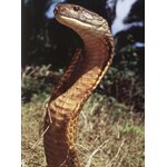 VENOM. POISONOUS CREATURES IN THE NATURAL WORLD 5