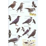 HELM FIELD GUIDES. BIRDS OF EAST ASIA_1