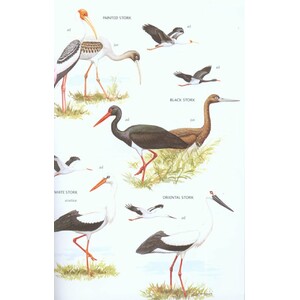 HELM FIELD GUIDES. BIRDS OF EAST ASIA 4