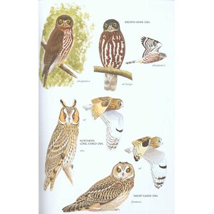HELM FIELD GUIDES. BIRDS OF EAST ASIA 5