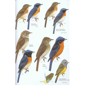 HELM FIELD GUIDES. BIRDS OF EAST ASIA 6