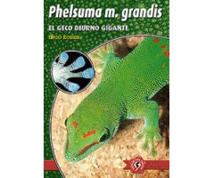 PHELSUMA M. GRANDIS. EL GECO DIURNO GIGANTE
