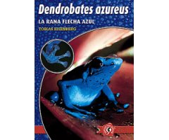 DENDROBATES AZUREUS. LA RANA FLECHA AZUL
