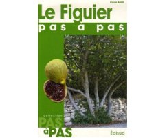 LE FIGUIER PAS À PAS