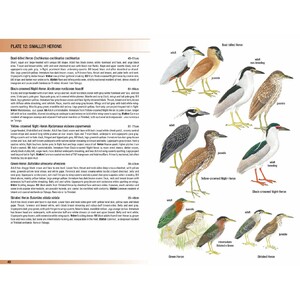 HELM FIELD GUIDES. BIRDS OF TRINIDAD AND TOBAGO_1