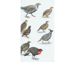HELM FIELD GUIDE TO THE BIRDS OF PAKISTAN_1