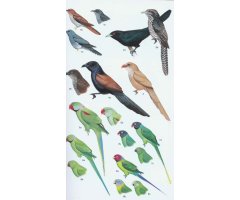 HELM FIELD GUIDE TO THE BIRDS OF PAKISTAN 3