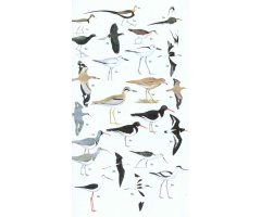 HELM FIELD GUIDE TO THE BIRDS OF PAKISTAN 6