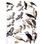 HELM FIELD GUIDES. BIRDS OF PERU_1