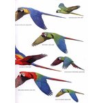 HELM FIELD GUIDES. BIRDS OF PERU 3
