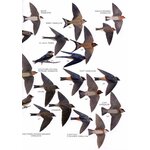 HELM FIELD GUIDES. BIRDS OF PERU 4
