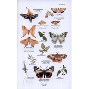 A WILDLIFE GUIDE TO CHILE_1