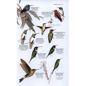 A WILDLIFE GUIDE TO CHILE 3