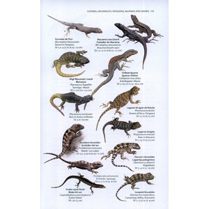 A WILDLIFE GUIDE TO CHILE 4