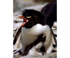 PENGUINS OF THE WORLD 2