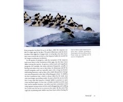 PENGUINS OF THE WORLD 3