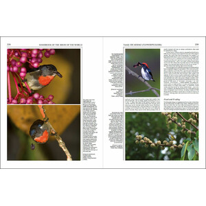HANDBOOK OF THE BIRDS OF THE WORLD, VOL. 13. PENDULINE-TITS TO SHRIKES_1