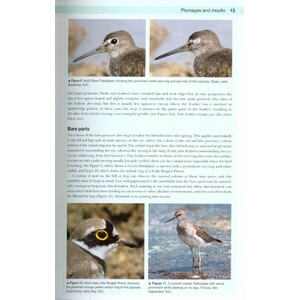 SHOREBIRDS OF THE NORTHERN HEMISPHERE_1