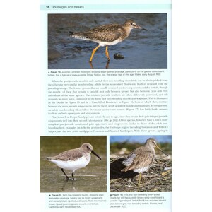SHOREBIRDS OF THE NORTHERN HEMISPHERE 3