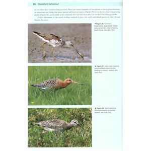 SHOREBIRDS OF THE NORTHERN HEMISPHERE 4