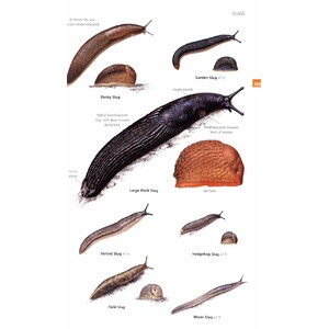 GUIDE TO GARDEN WILDLIFE 3