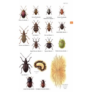 GUIDE TO GARDEN WILDLIFE 4