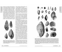 LOS INVERTEBRADOS FÓSILES (2 VOLÚMENES) 3