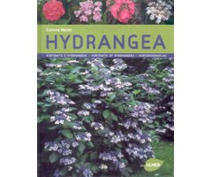 HYDRANGEA