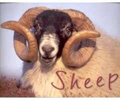 SHEEP