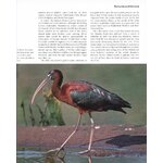 TOP 100 BIRDING SITES OF THE WORLD 3
