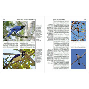 HANDBOOK OF THE BIRDS OF THE WORLD, VOL. 14. BUSH-SHRIKES TO OLD WORLD SPARROWS 3