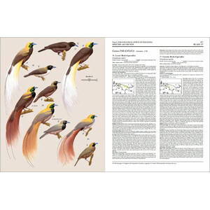 HANDBOOK OF THE BIRDS OF THE WORLD, VOL. 14. BUSH-SHRIKES TO OLD WORLD SPARROWS 4