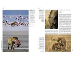 HANDBOOK OF THE MAMMALS OF THE WORLD. VOL. 1 CARNIVORES_1