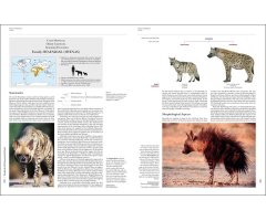 HANDBOOK OF THE MAMMALS OF THE WORLD. VOL. 1 CARNIVORES 3