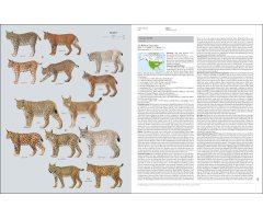 HANDBOOK OF THE MAMMALS OF THE WORLD. VOL. 1 CARNIVORES 4