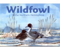 WILDFOWL OF THE NORTHERN HEMISPHERE