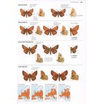 COLLINS BUTTERFLY GUIDE: THE MOST COMPLETE GUIDE TO THE BUTTERFLIES OF BRITAIN AND EUROPE_1